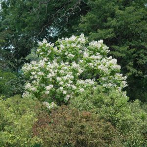 Catalpa Aurea