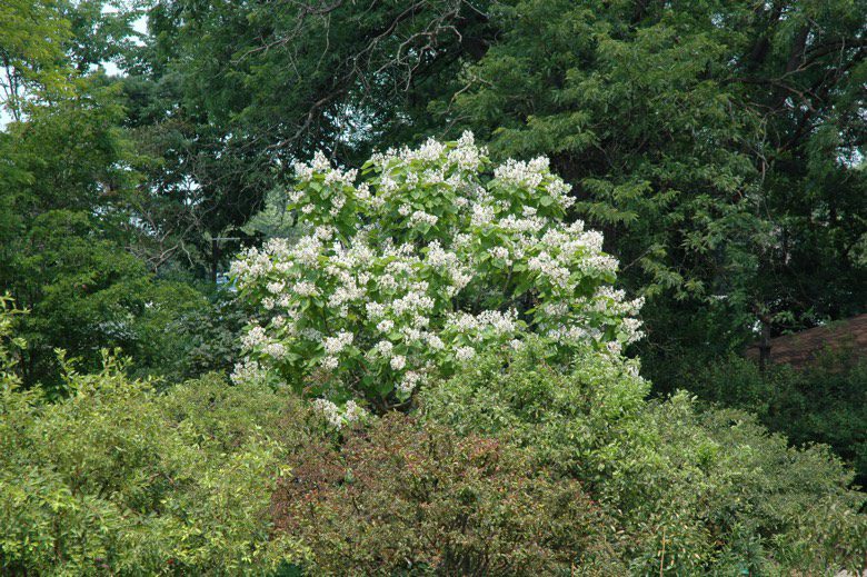 Catalpa Aurea