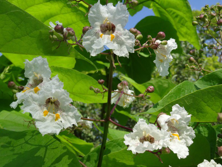 Catalpa Aurea