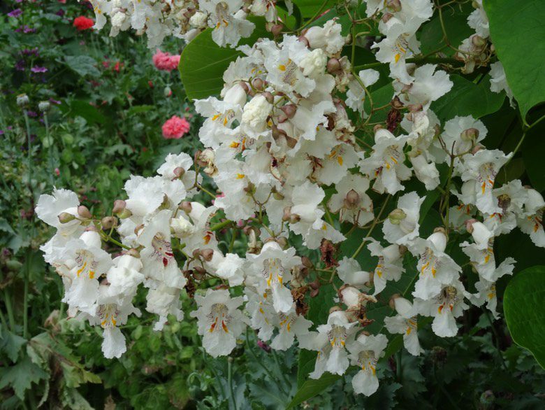 https://organicplantit.com/wp-content/uploads/2018/05/Catalpa-aurea3-780x586.jpg