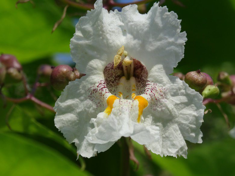 Catalpa Aurea