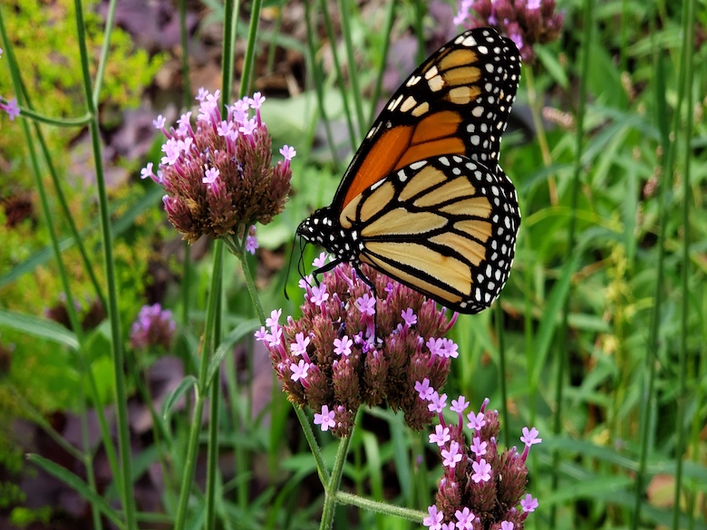 Organic Purpletop vervain Seeds - Buy Organic Seeds From Organic Plant It