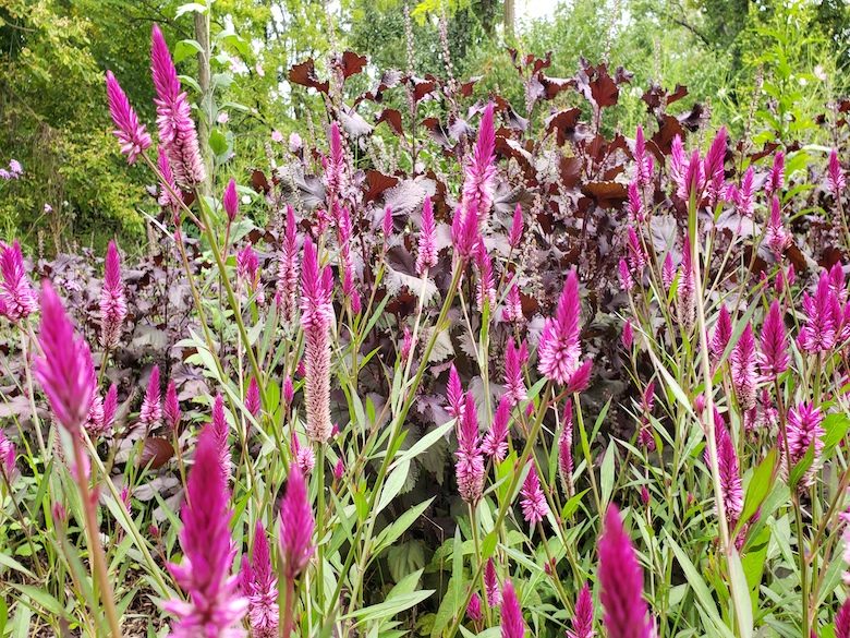 Celosia Flamingo Feather Purple