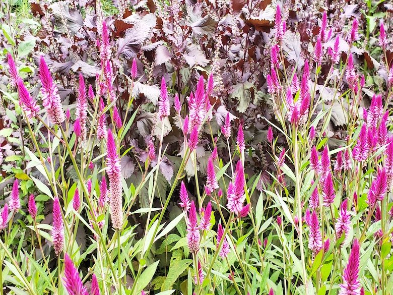 Celosia Flamingo Feather Purple - Image 2