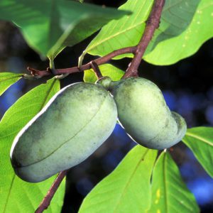 Asimina Triloba Image