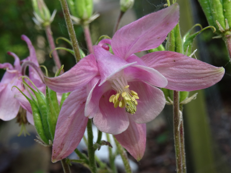 Organic Columbine Pink Seeds - Buy Organic Seeds From Organic Plant It