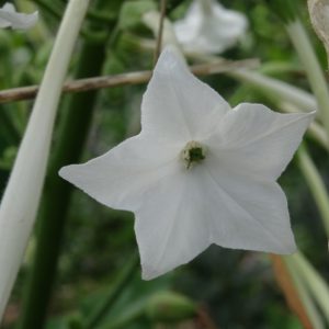 Nicotiana sylvestris