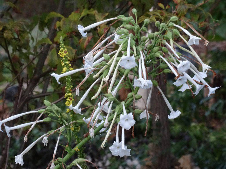 Nicotiana Sylvestris