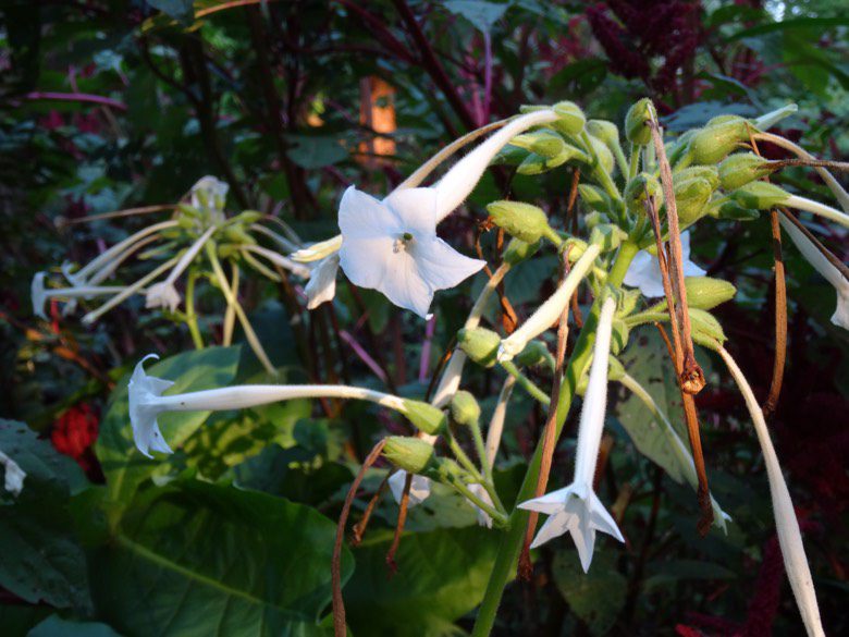 Nicotiana Sylvestris