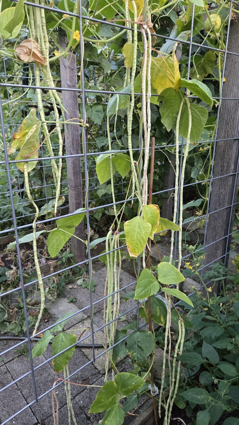 Taiwan Yard Long Bean