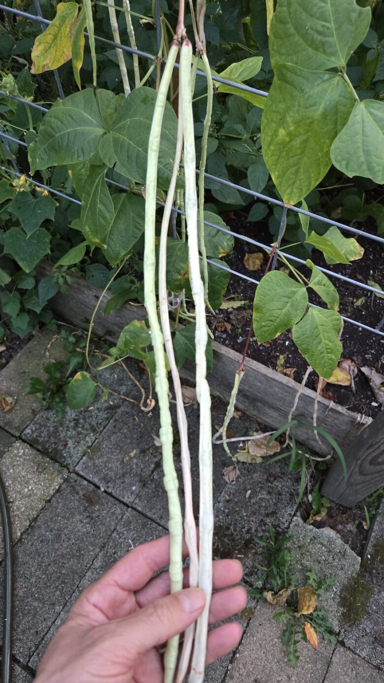 Taiwan Yard Long Bean - Image 3