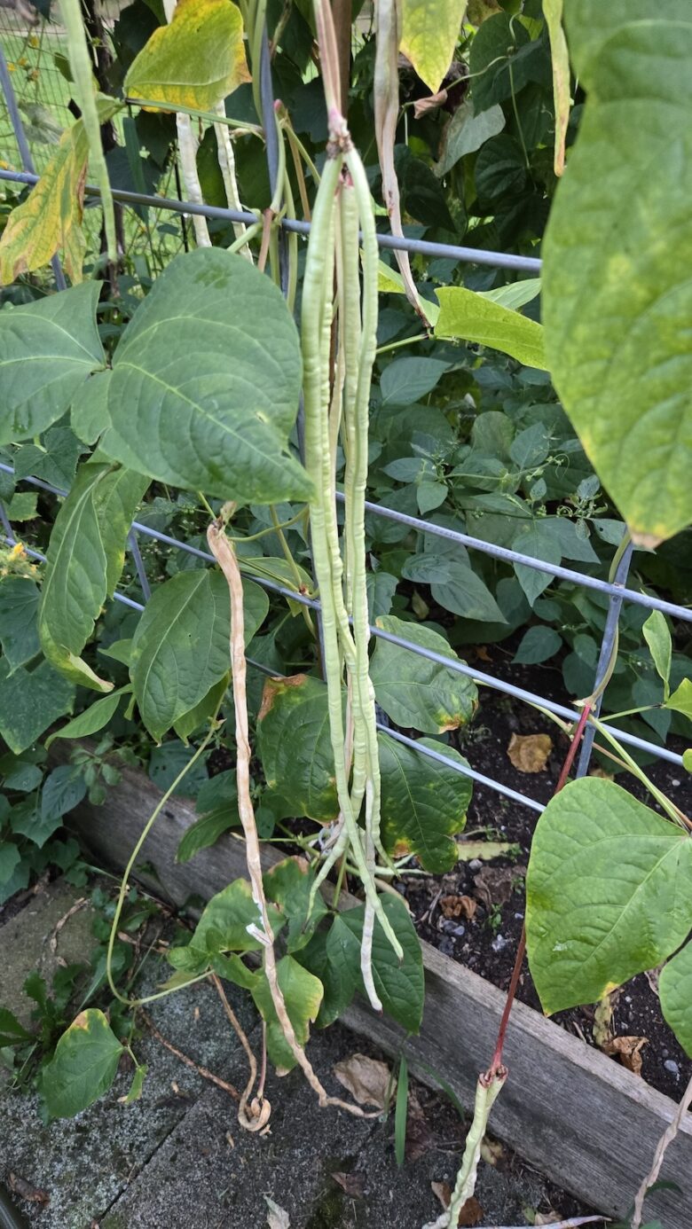 Taiwan Yard Long Bean - Image 4