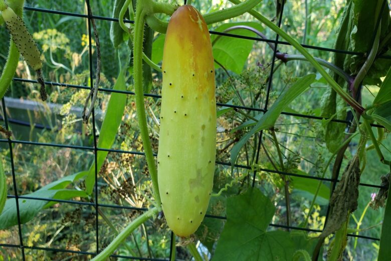 Poona Kheera Cucumber - Image 2