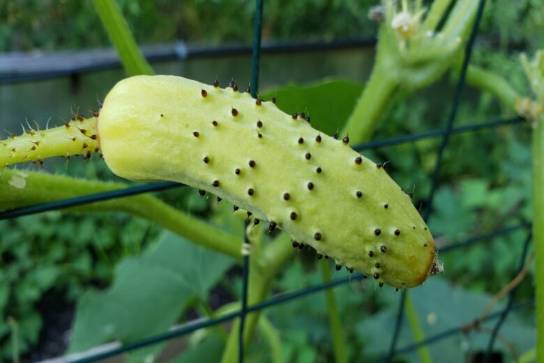 Poona Kheera Cucumber - Image 3