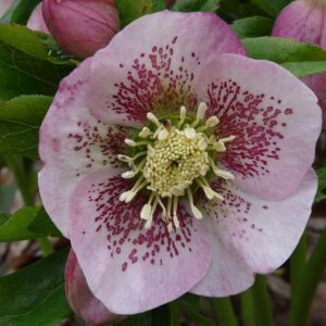 helleborus flower