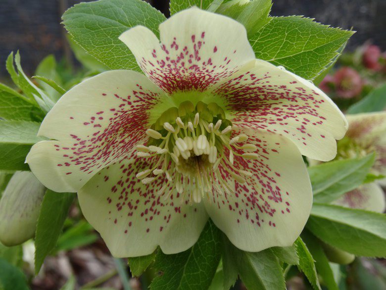 helleborus 1