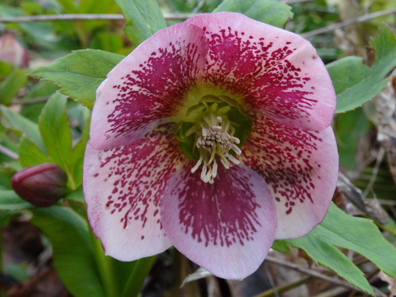 helleborus flower