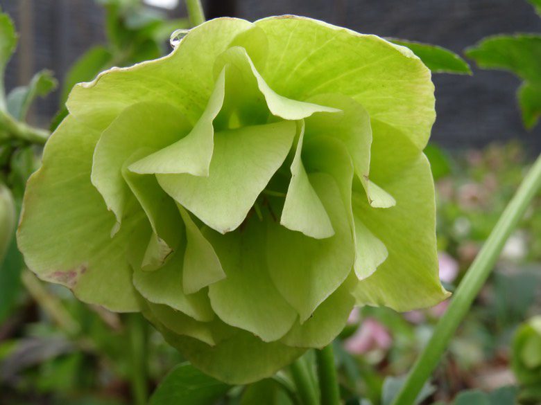 helleborus flower