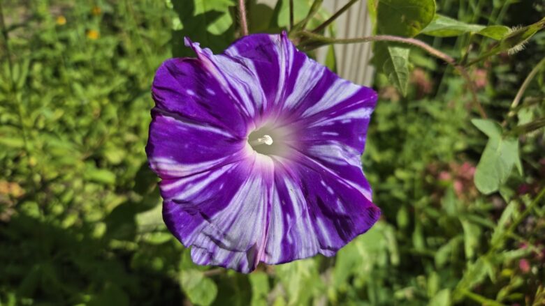 Murakumo Morning Glory