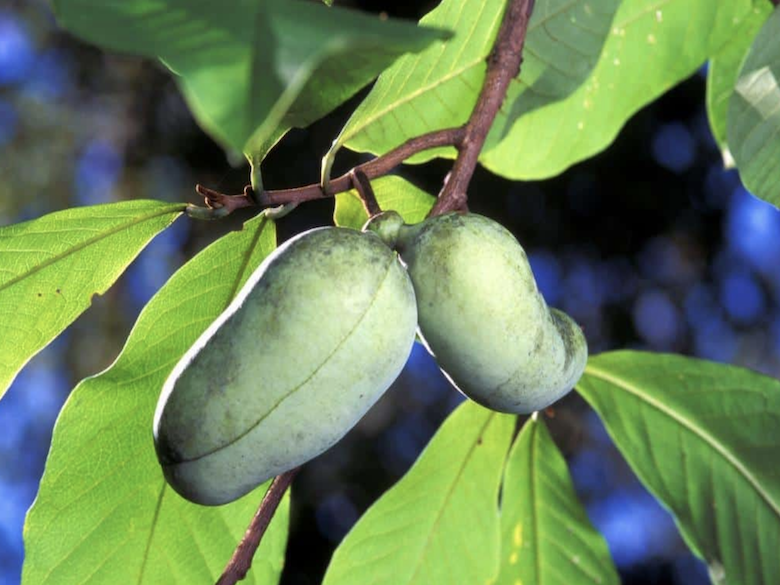 Asimina Triloba Image