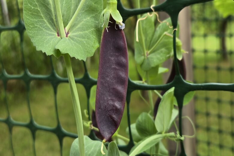 King Tut Purple Pea - Image 2