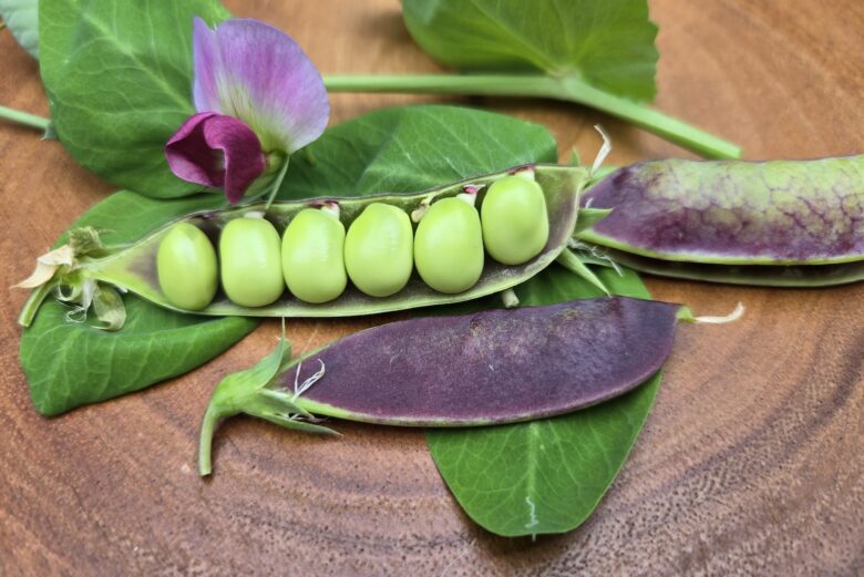 King Tut Purple Pea - Image 3