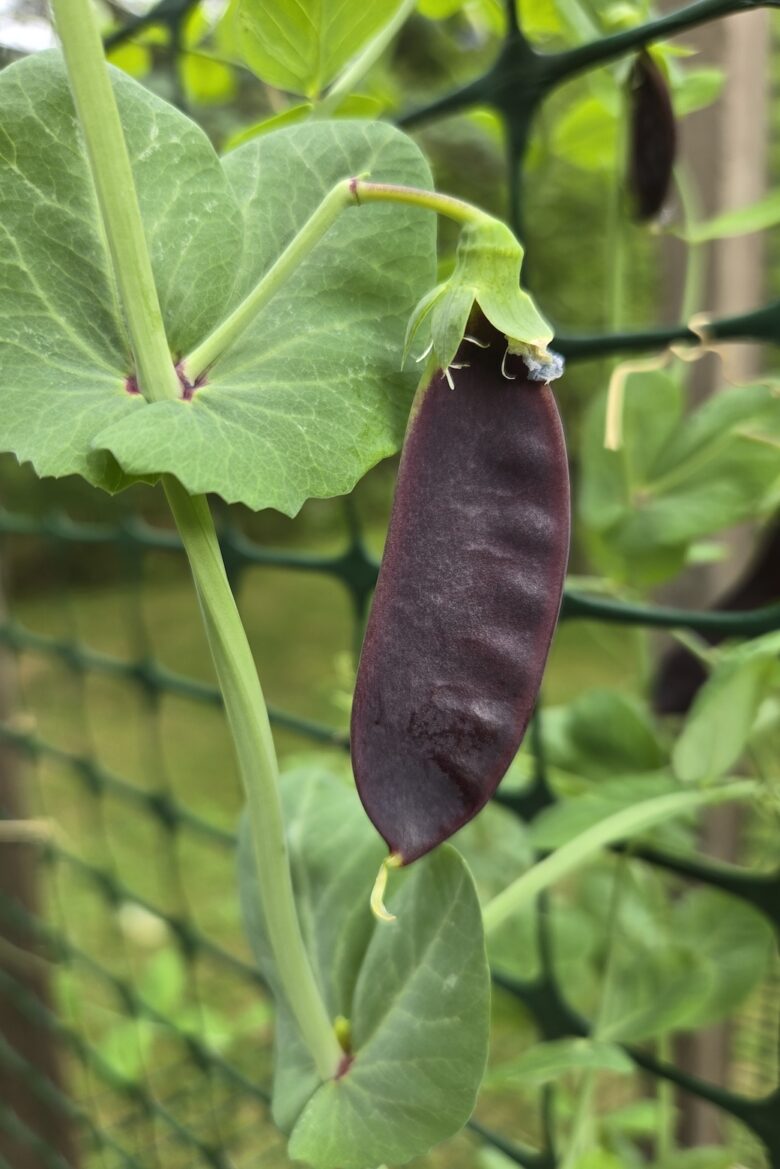 King Tut Purple Pea - Image 4