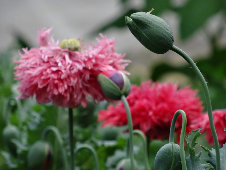 Poppy Flower Image