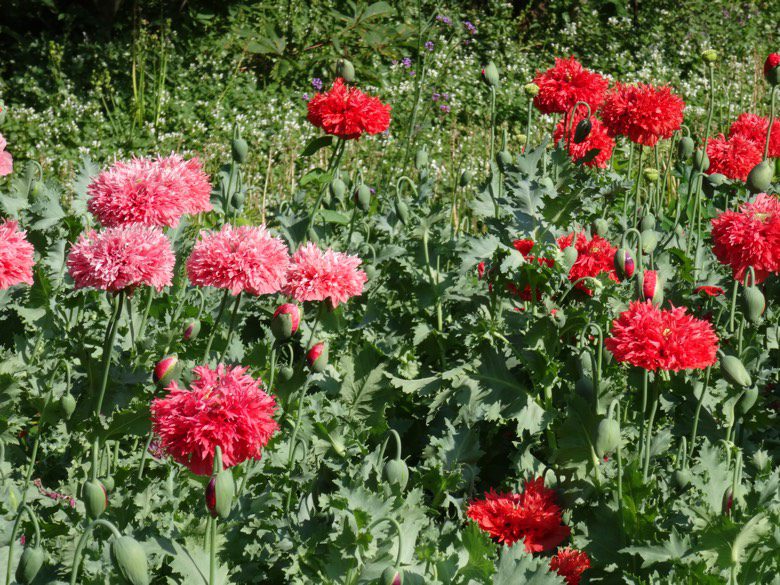 Poppy Flower Image