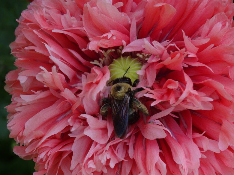 Poppy Flower Image