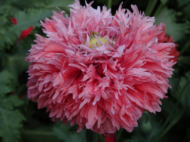 Poppy Flower Image