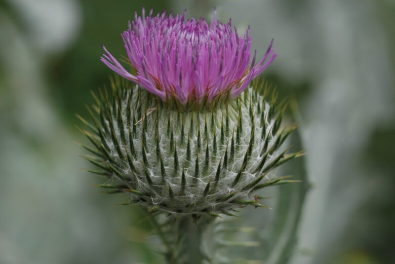 Scotch Thistle