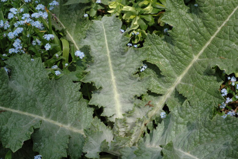 Scotch Thistle - Image 2