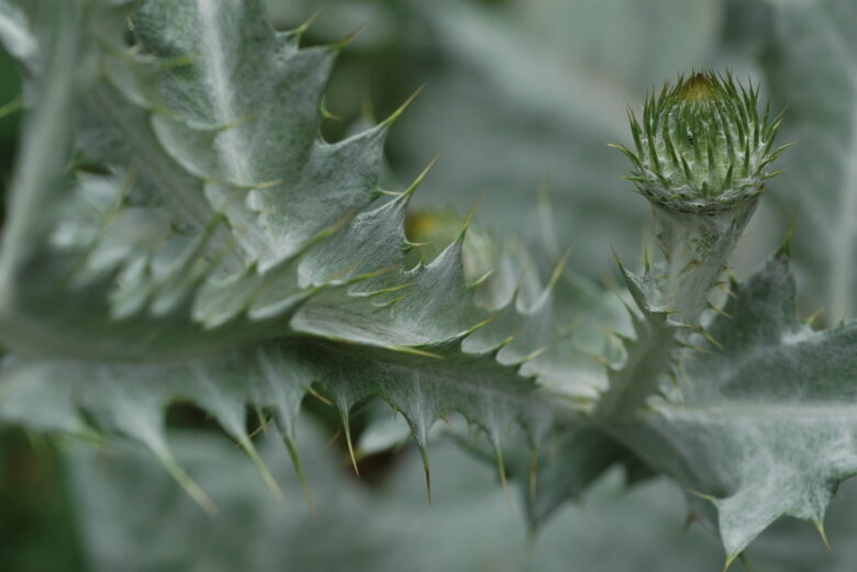 Scotch Thistle - Image 3