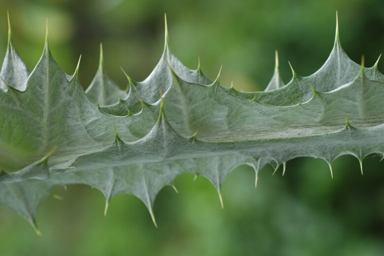 Scotch Thistle - Image 4