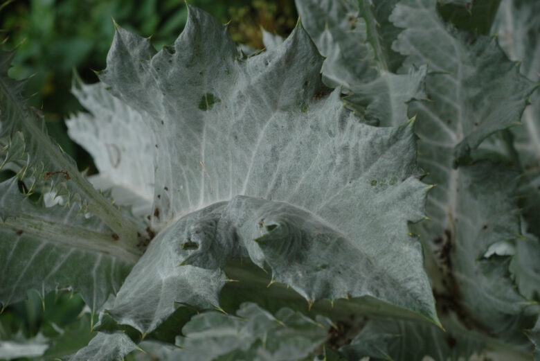 Scotch Thistle - Image 5