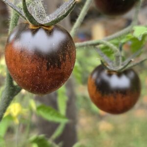 Black Beauties Tomato