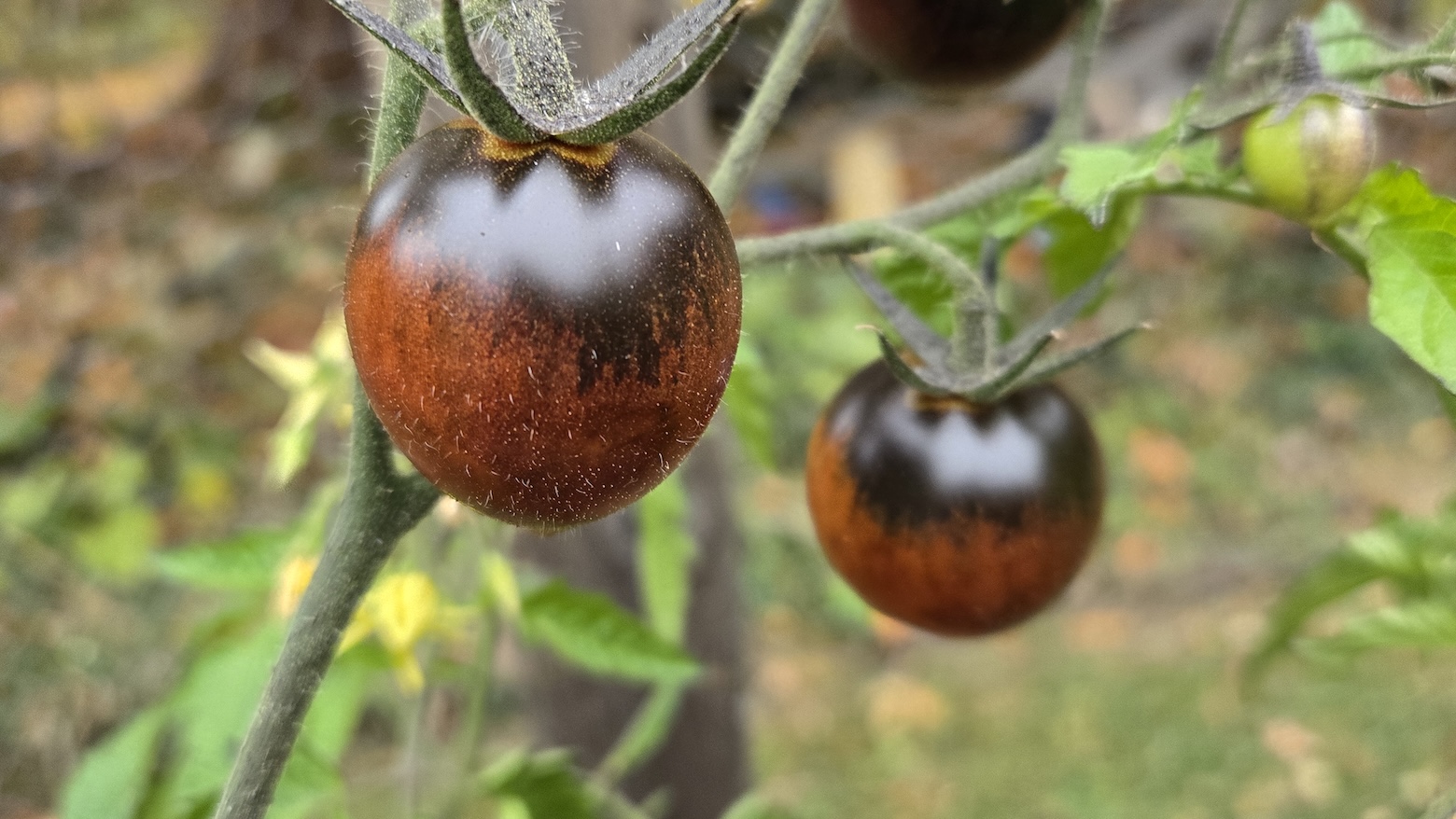 Black Beauties Tomato