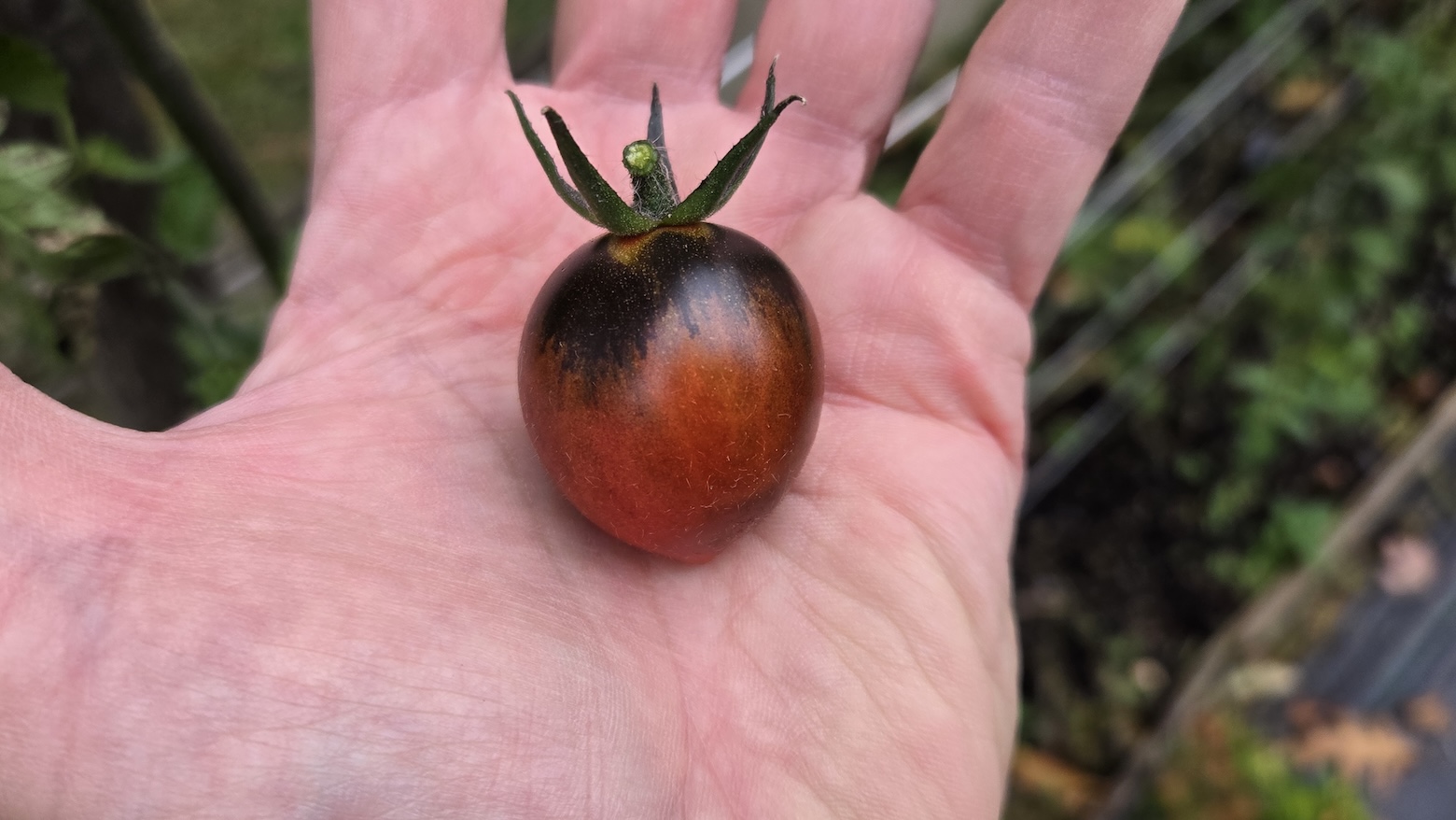 Black Beauties Tomato - Image 2