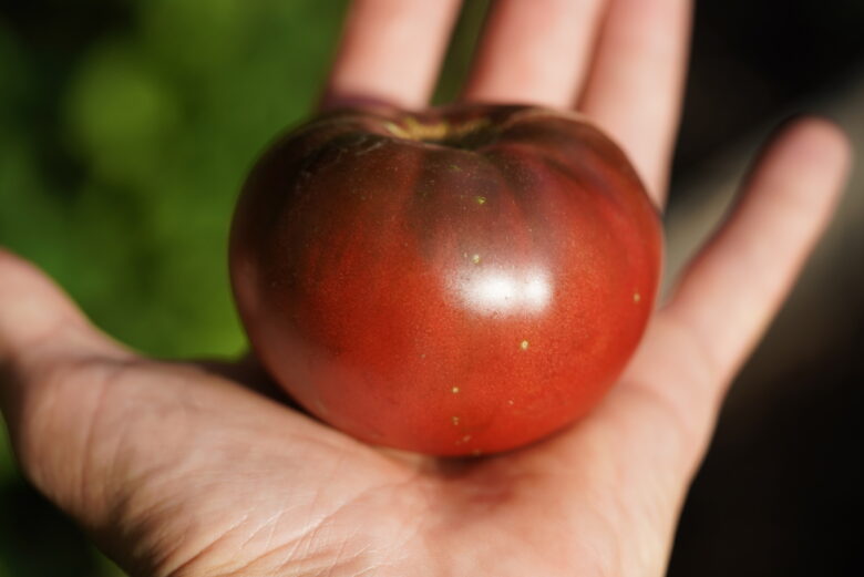 Black Brandywine Tomato