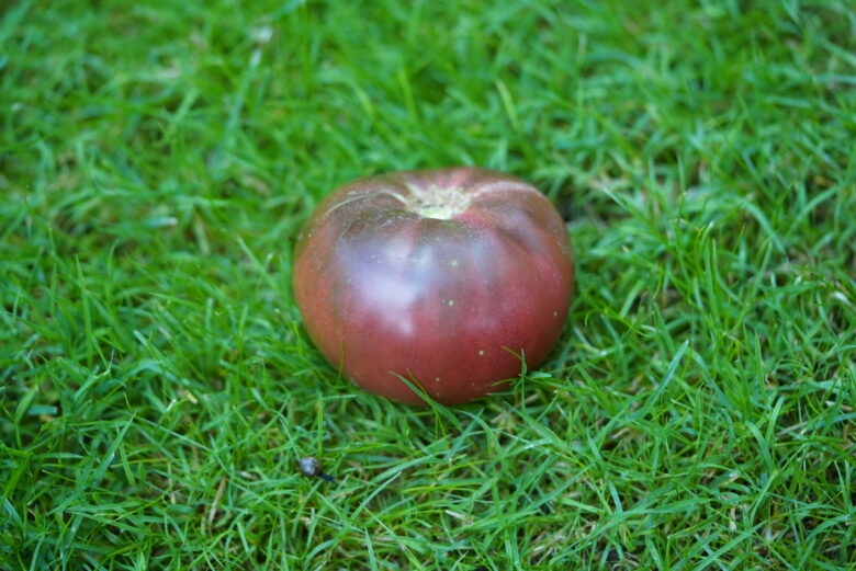 Black Brandywine Tomato - Image 2