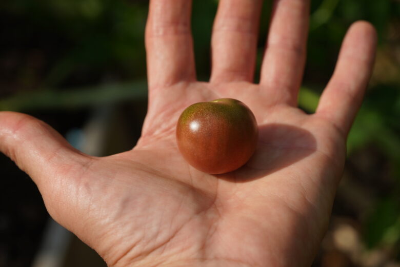 Black Cherry Tomato