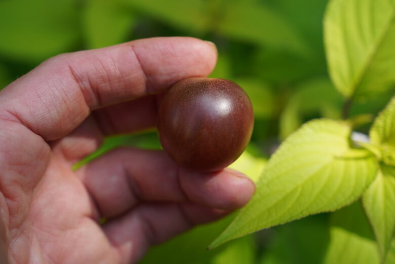 Black Cherry Tomato - Image 3