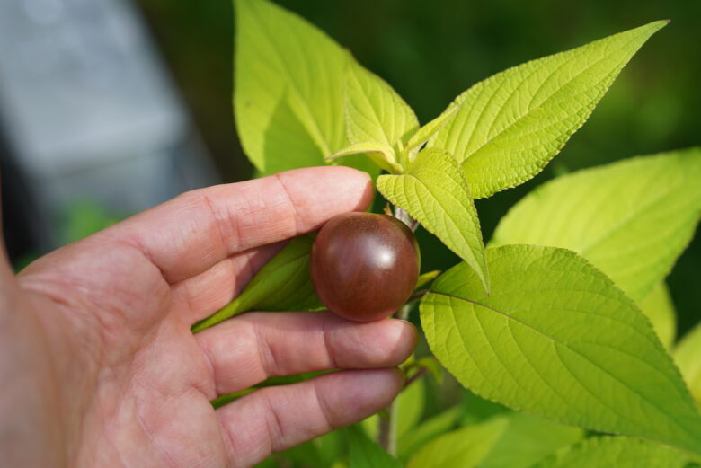 Black Cherry Tomato - Image 4