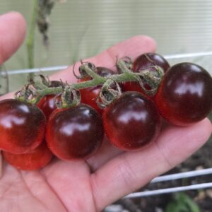 Blue Berries Tomato