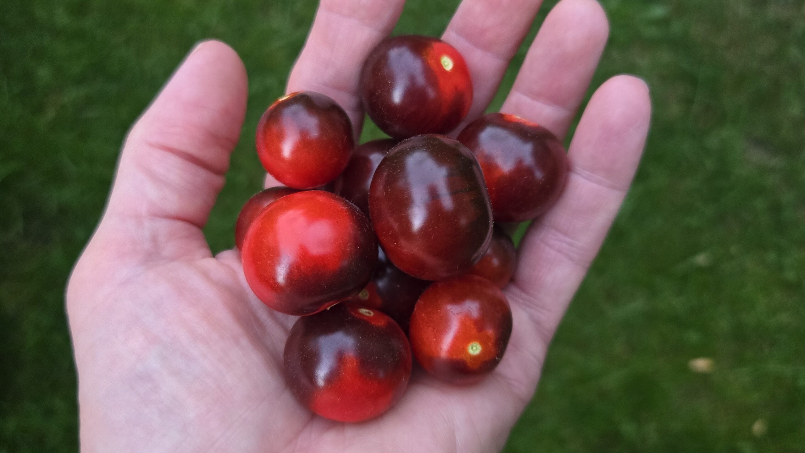 Blue Berries Tomato - Image 2