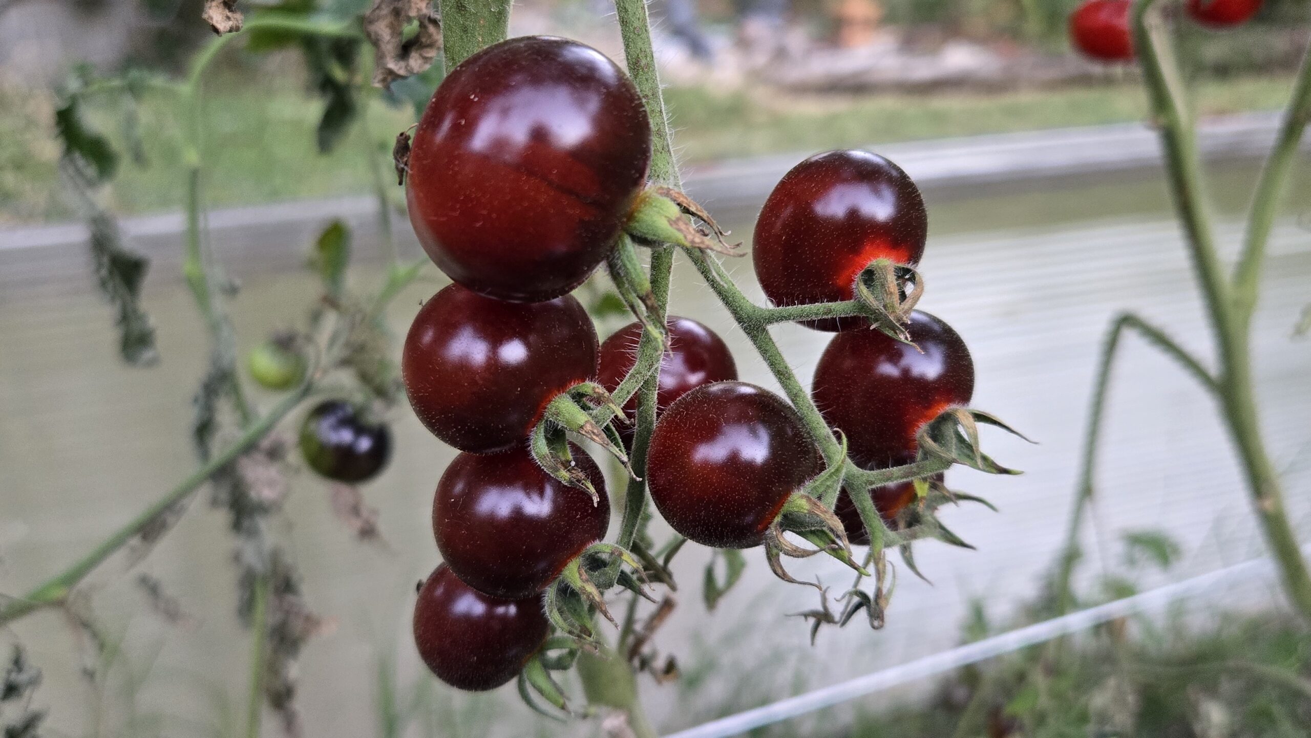 Blue Berries Tomato - Image 5