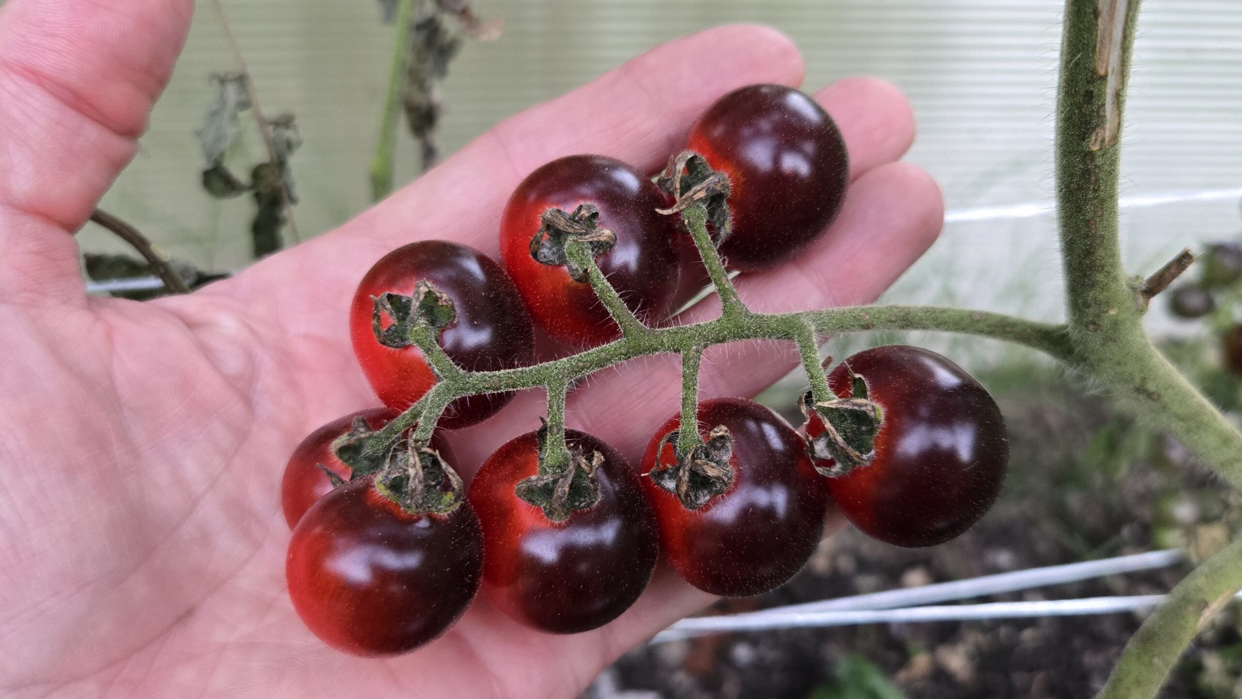 Blue Berries Tomato - Image 4