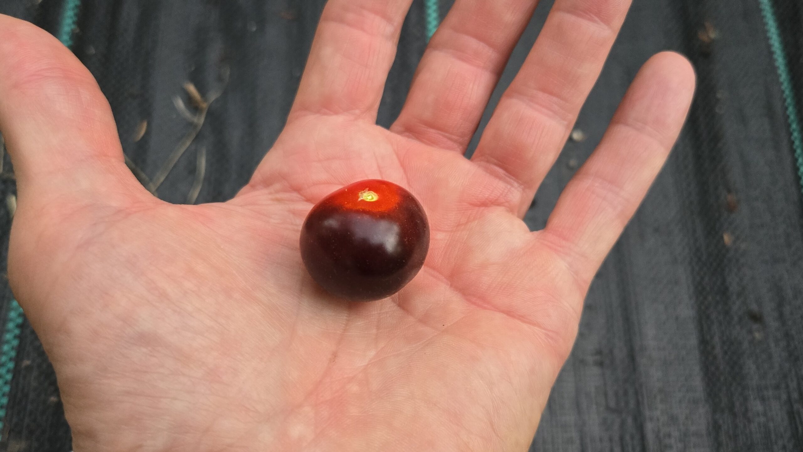 Blue Berries Tomato - Image 3