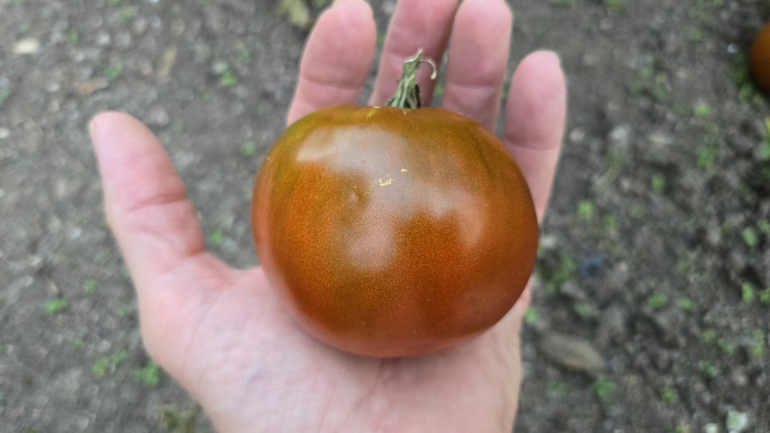 Brown Sugar Tomato - Image 2